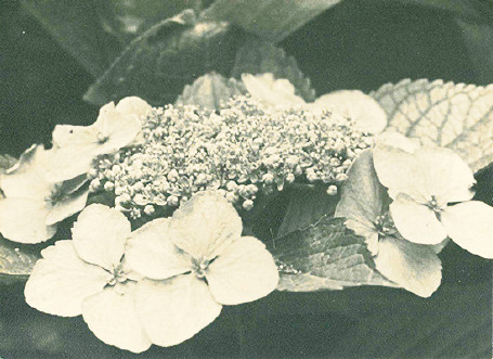 山口蓬春撮影か《額紫陽花》昭和12年(1937)頃 後期