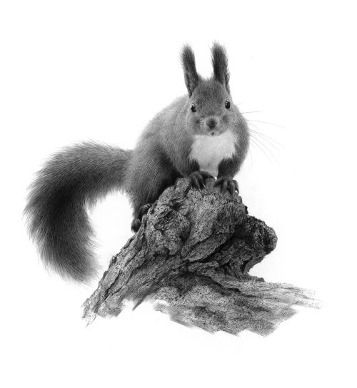 「エゾリス」
ミクストメディア